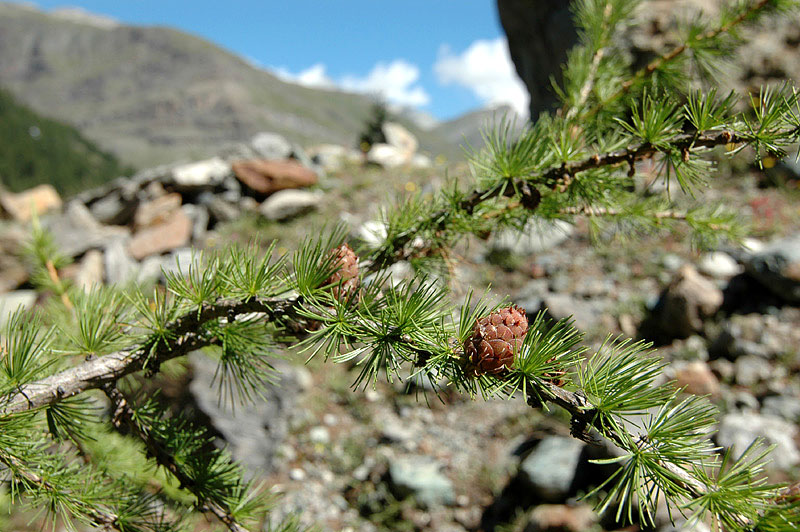 Pinus_sembra