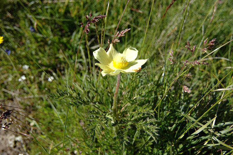 Pulsatilla_alpina_2