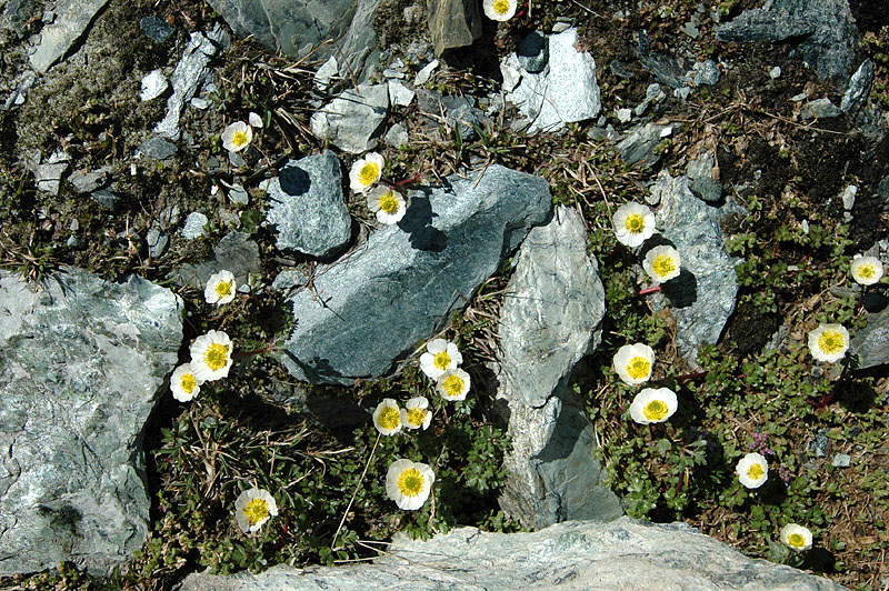 Ranunculus_glacialis_3