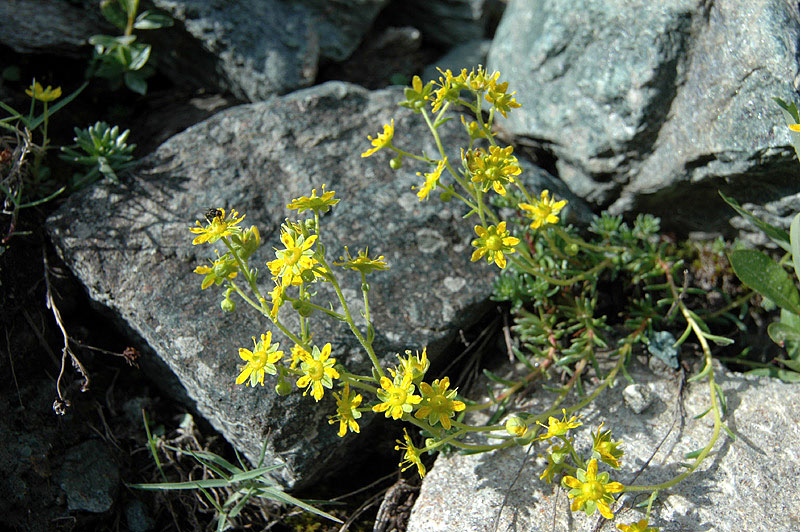Saxifraga_aizoides