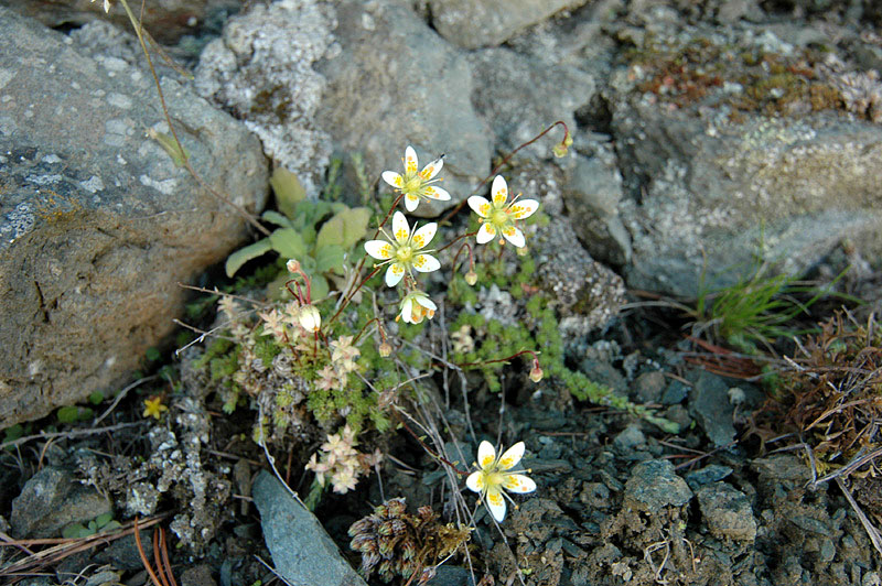 Saxifraga_byroides