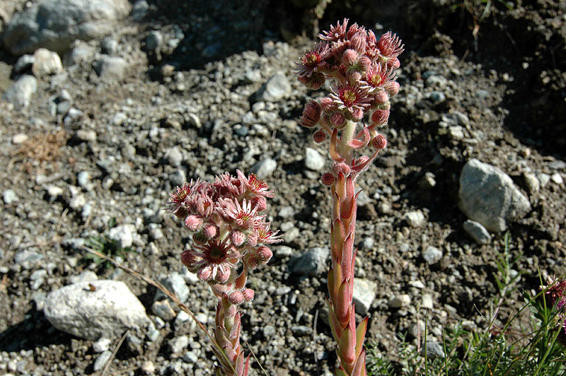 Sempervivum_alpinum