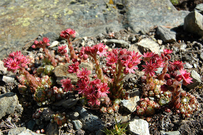 Sempervivum_arachnoideum