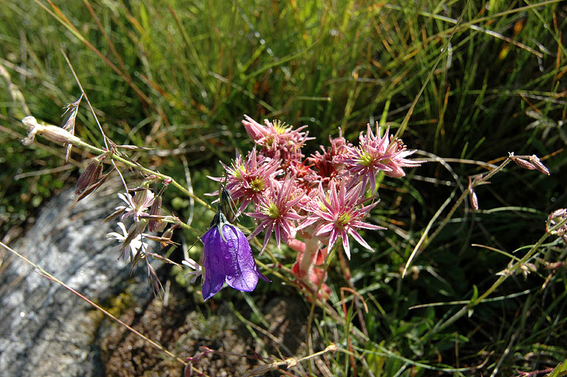 Sempervivum_montanum