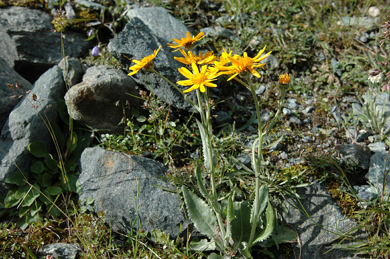Senecio_doronicum