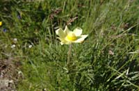 Pulsatilla_alpina_2