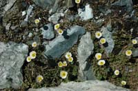 Ranunculus_glacialis_3
