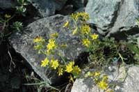 Saxifraga_aizoides