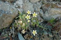 Saxifraga_byroides