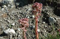 Sempervivum_alpinum