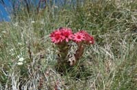 Sempervivum_arachnoideum_2