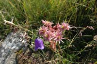 Sempervivum_montanum