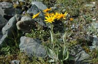 Senecio_doronicum
