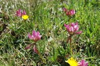 Trifolium_alpinum