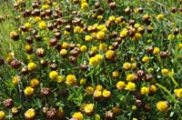 Trifolium_badium