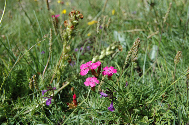Dianthus_carthusianorum