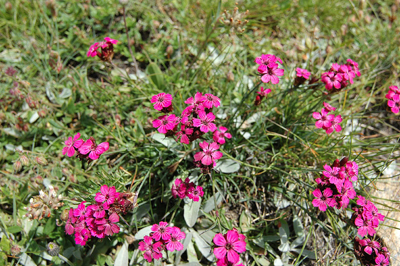 Dianthus_glacialis