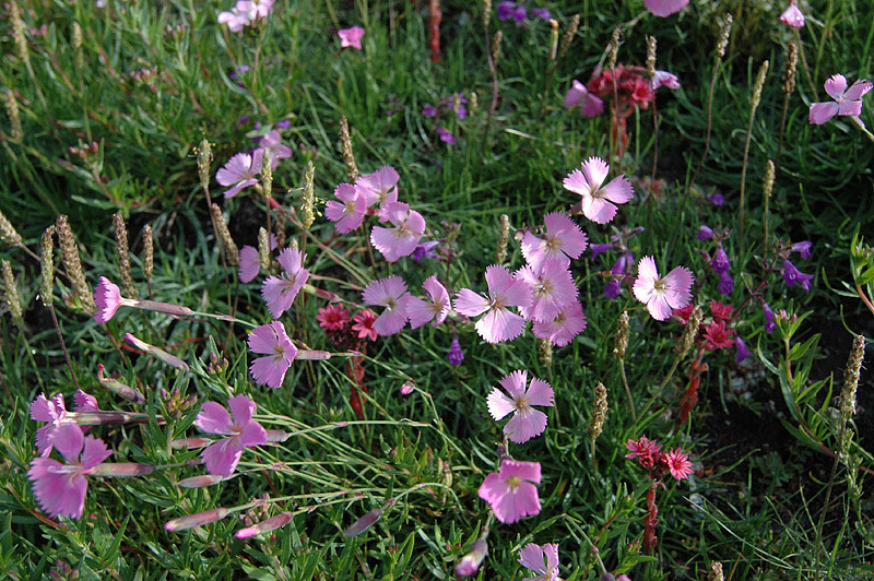 Dianthus_sylvestris_2