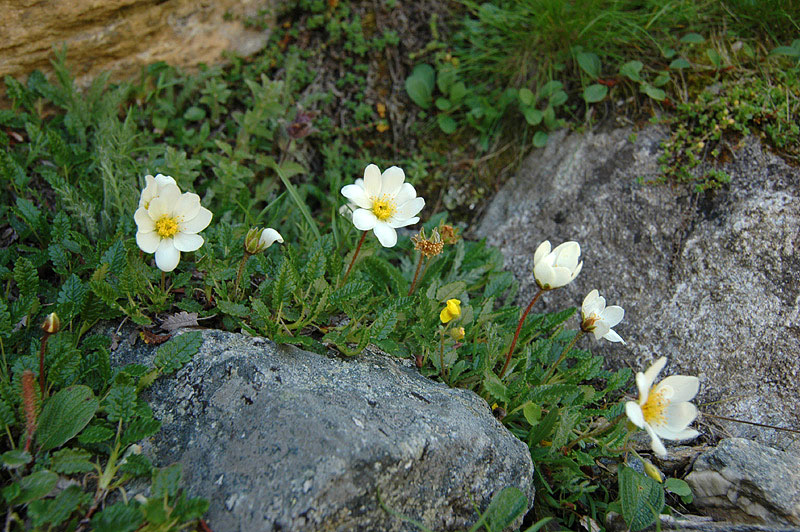 Dryas_octopetala_2