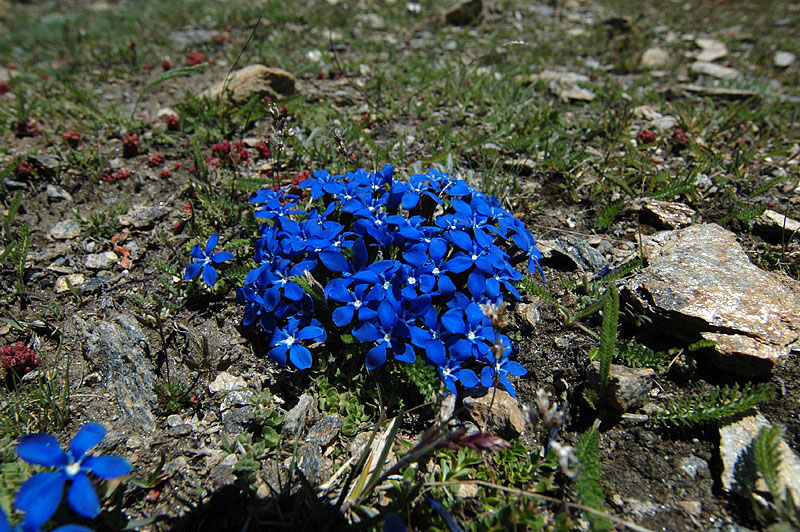 Gentiana_barachyphylla