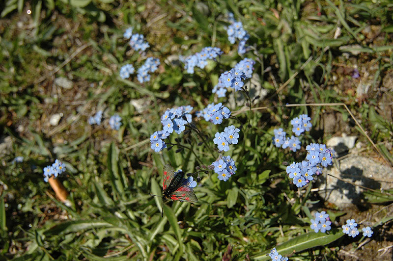 Myosotis_alpestris_2