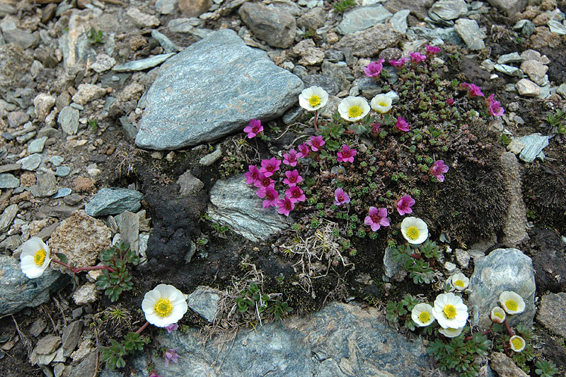 Ranunculus_galcialis_Saxifraga_oppositfolia