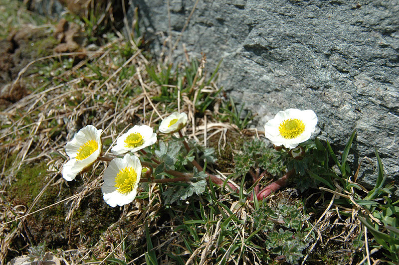 Ranunculus_glacialis_2