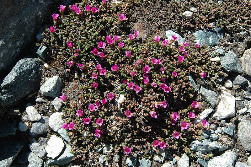 Saxifraga_oppsitfolia