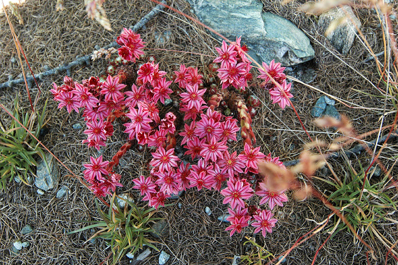 Sempervivum_arachnoideum_4