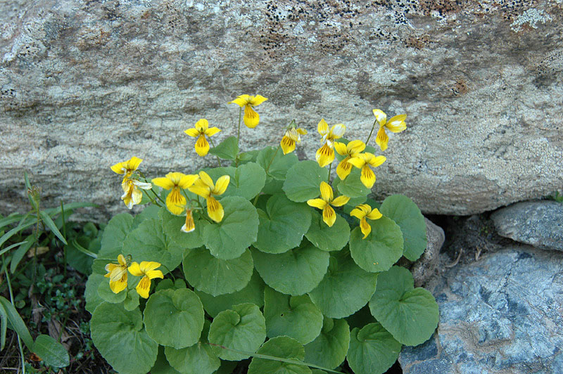 Viola_biflora