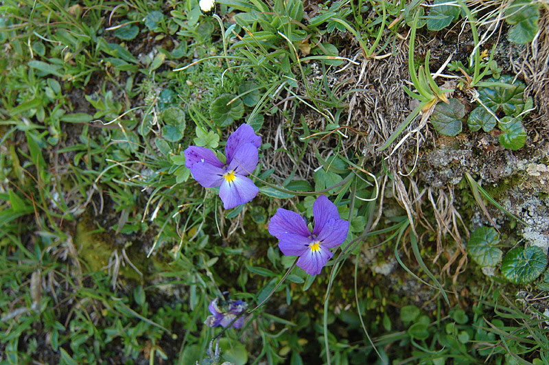 Viola_calcarata