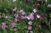 Dianthus_sylvestris_2