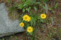 Doronicum_clusii
