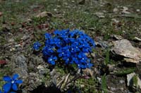 Gentiana_barachyphylla