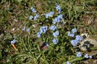 Myosotis_alpestris_2