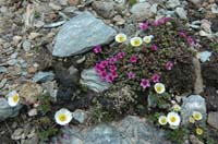 Ranunculus_galcialis_Saxifraga_oppositfolia