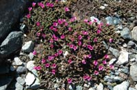 Saxifraga_oppsitfolia