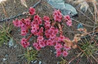 Sempervivum_arachnoideum_4