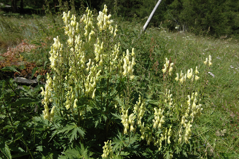 Aconitum_lycoctonum