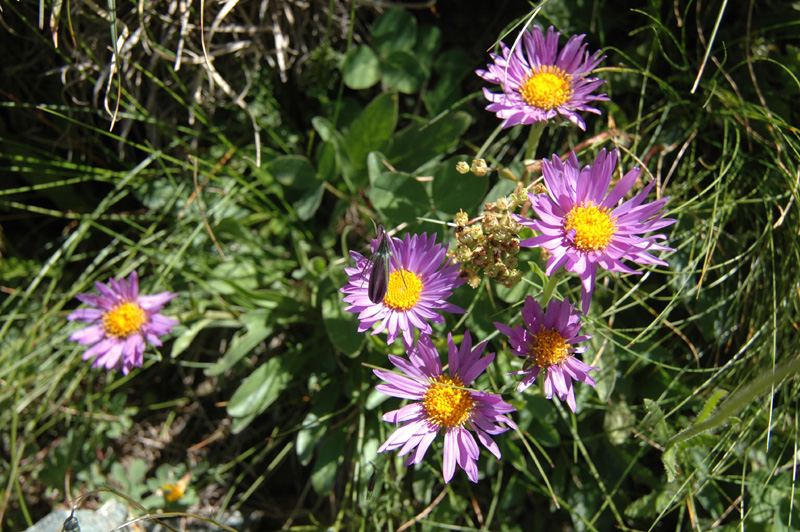 Aster_alpinus_2