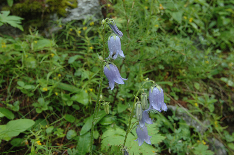 Campanula_barbata_2