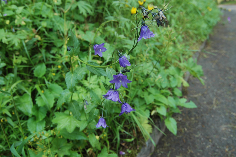 Campanula_latifolia