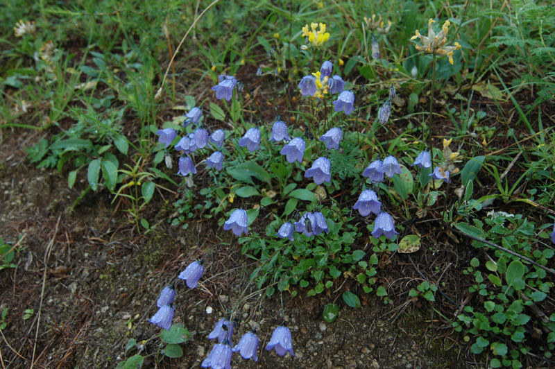 Campanula_rhomboidalis