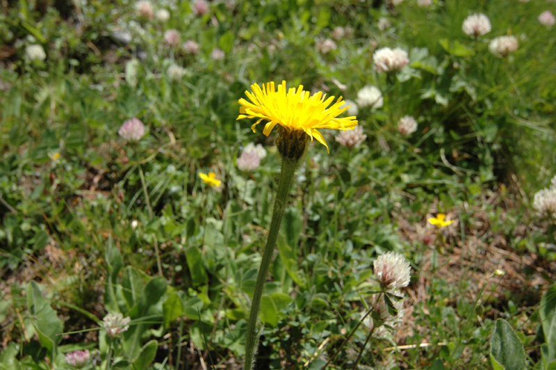 Crepis_conyfizolia