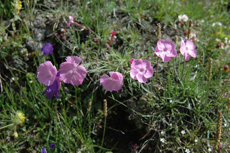 Dianthus_sylvestris_3