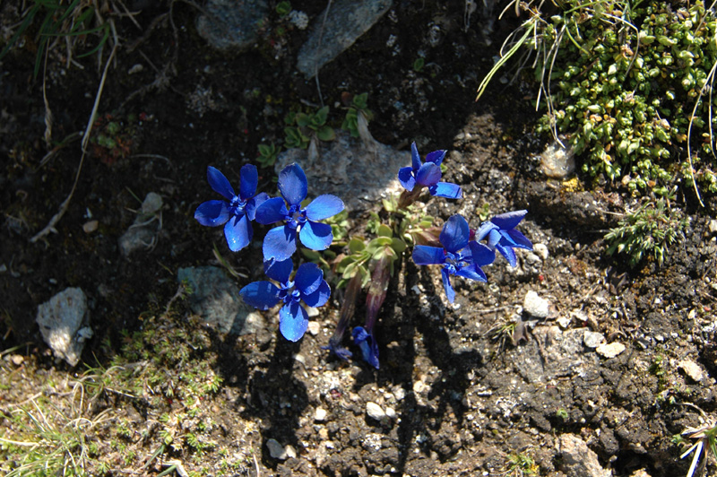Gentiana_barachyphylla_3
