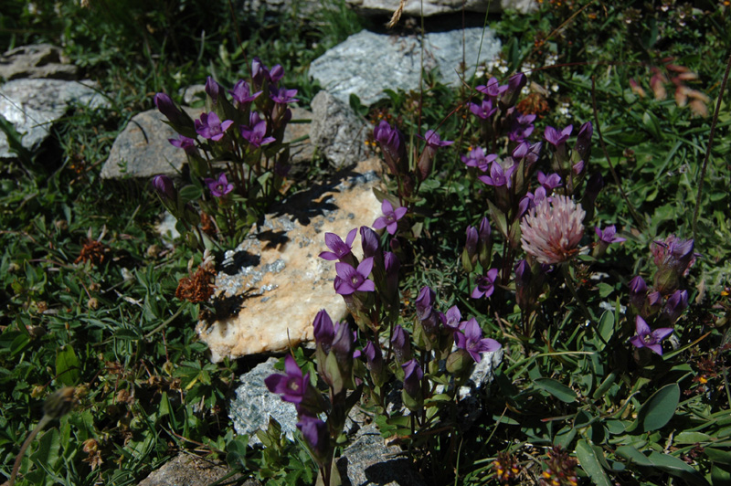 Gentiana_campestris_2