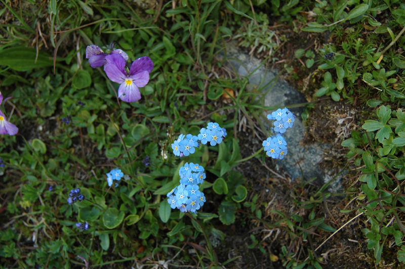 Myosotis_alpestris