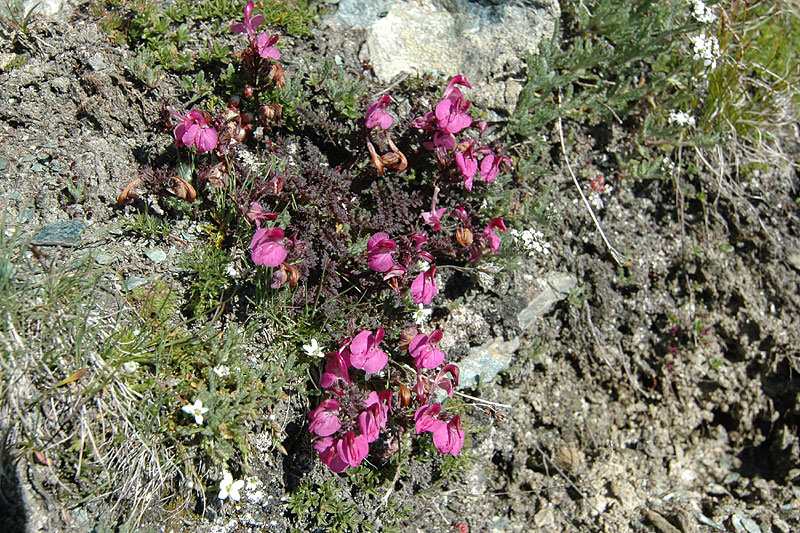 Pedicularis_kerneri