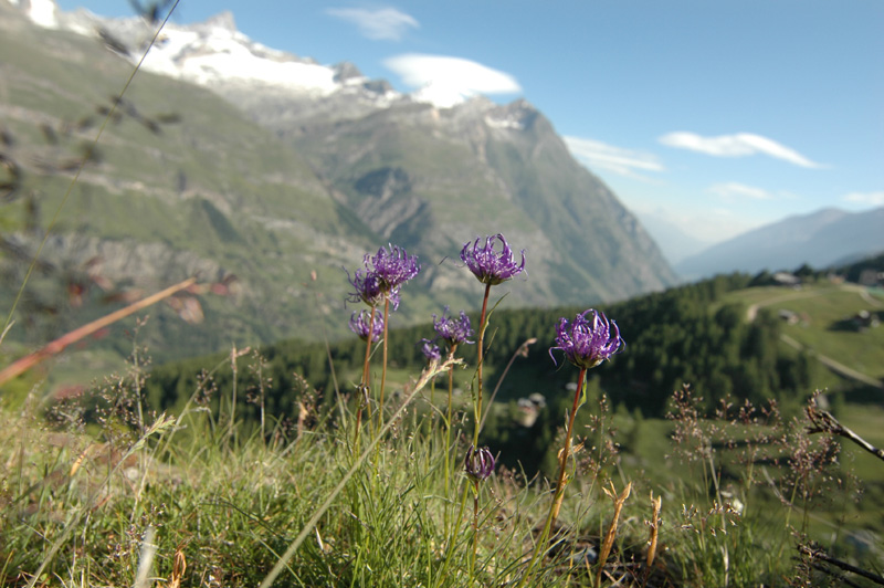 Phyteuma_hemisphaericum